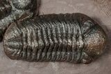 Five Trilobites (Four Species) in Association - Jorf, Morocco #334862-4
